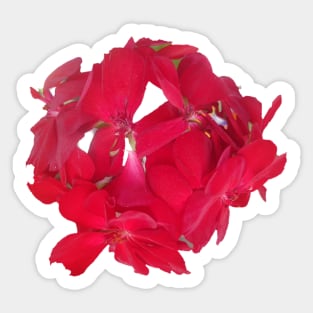 Geranium flower Sticker